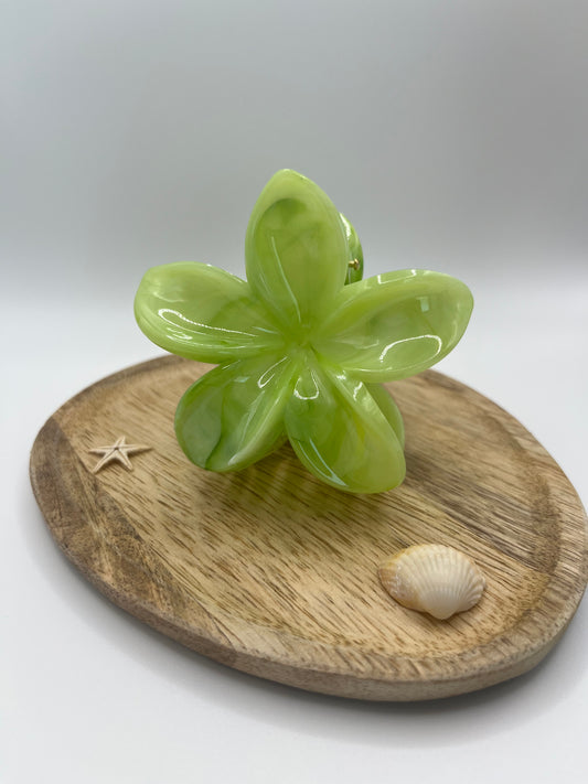 Pinces Hibiscus Matcha